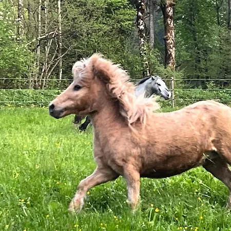 Pferdehof Almgut - Reiten Fuer Kinder, Und Erholung Nahe Salzburg Apartmán