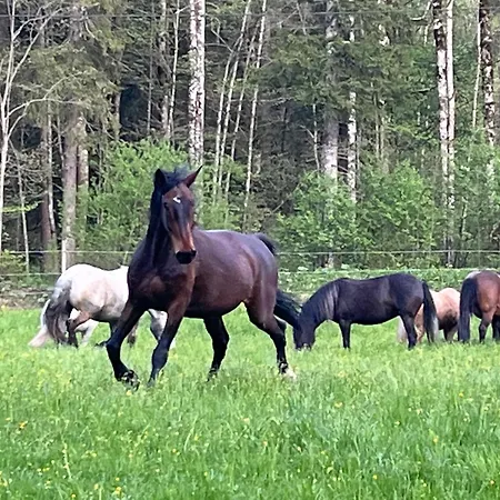 Pferdehof Almgut - Reiten Fuer Kinder, Und Erholung Nahe Salzburg Apartmán