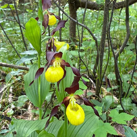 Pferdehof Almgut - Reiten Fuer Kinder, Und Erholung Nahe Salzburg 芬斯特诺
