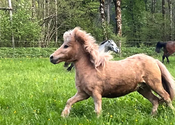 Pferdehof Almgut - Reiten Fuer Kinder, Und Erholung Nahe Salzburg Apartament
