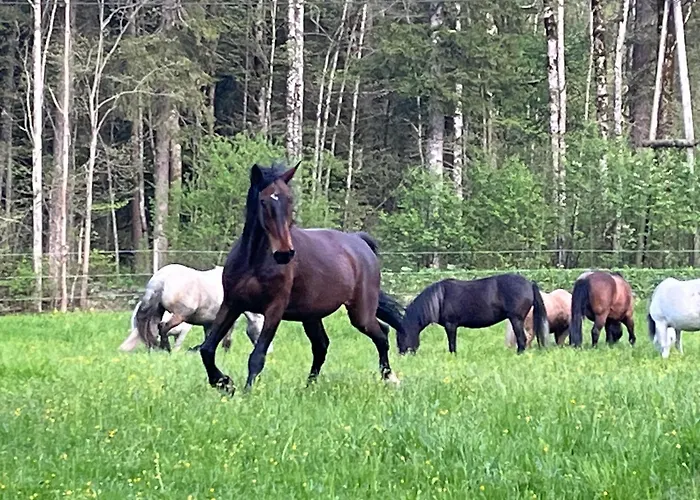 Pferdehof Almgut Apartmán